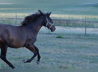 PRE, Semental, 1 año, Negro