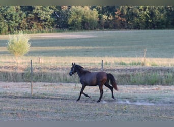 PRE, Semental, 1 año, Negro