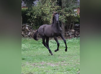 PRE Mestizo, Semental, 1 año, Negro