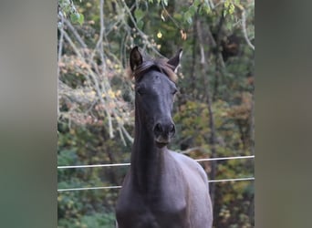 PRE Mestizo, Semental, 1 año, Negro
