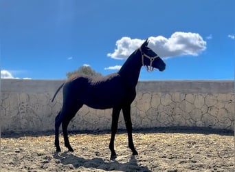 PRE Mestizo, Semental, 1 año, Negro