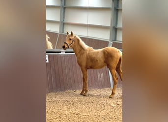 PRE, Semental, 1 año, Palomino