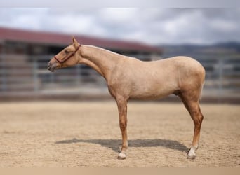 PRE, Semental, 1 año, Palomino