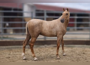 PRE, Semental, 1 año, Palomino