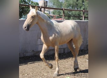 PRE, Semental, 1 año, Palomino