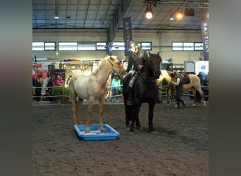 PRE, Semental, 1 año, Palomino