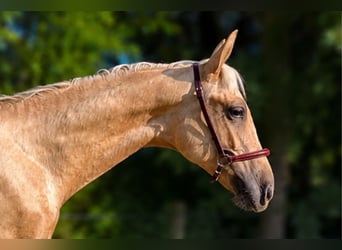 PRE, Semental, 1 año, Palomino