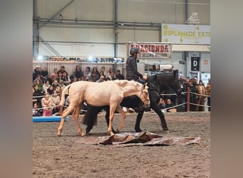 PRE, Semental, 1 año, Palomino
