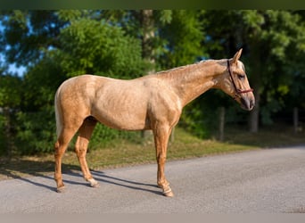 PRE, Semental, 1 año, Palomino