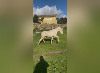 PRE, Semental, 1 año, Palomino