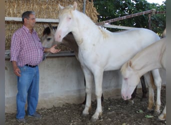 PRE, Semental, 1 año, Perlino