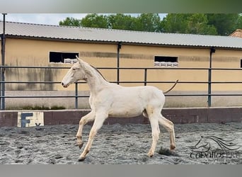 PRE Mestizo, Semental, 1 año, Perlino