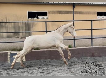 PRE Mestizo, Semental, 1 año, Perlino