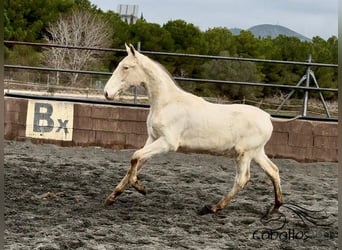 PRE Mestizo, Semental, 1 año, Perlino