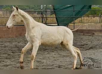 PRE Mestizo, Semental, 1 año, Perlino