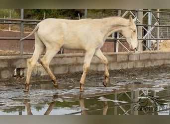 PRE Mestizo, Semental, 1 año, Perlino