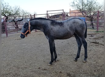 PRE Mestizo, Semental, 1 año, Tordo