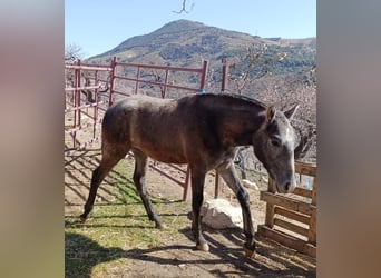 PRE Mestizo, Semental, 1 año, Tordo