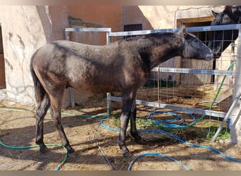 PRE Mestizo, Semental, 1 año, Tordo