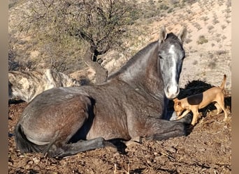 PRE Mestizo, Semental, 1 año, Tordo