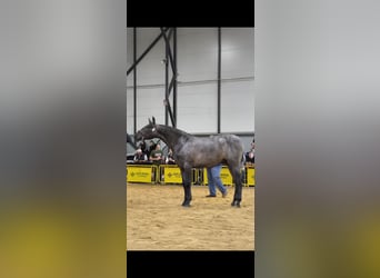PRE, Semental, 1 año, Tordo