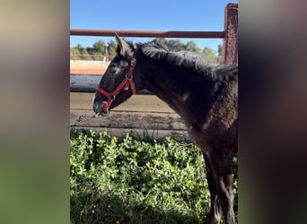 PRE Mestizo, Semental, 1 año, Tordo