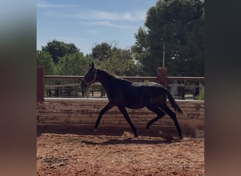 PRE Mestizo, Semental, 1 año, Tordo