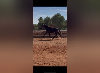 PRE Mestizo, Semental, 1 año, Tordo