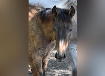 PRE Mestizo, Semental, 1 año, Tordo