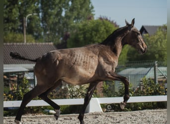 PRE Mestizo, Semental, 1 año, Tordo