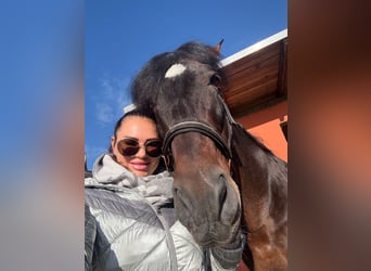 PRE Mestizo, Semental, 24 años, 165 cm, Castaño