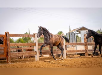 PRE, Semental, 2 años, 130 cm, Tordo