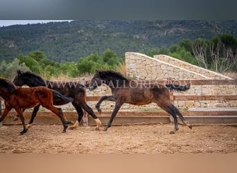 PRE, Semental, 2 años, 130 cm, Tordo