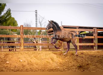 PRE, Semental, 2 años, 130 cm, Tordo