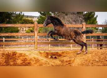 PRE, Semental, 2 años, 130 cm, Tordo