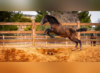 PRE, Semental, 2 años, 130 cm, Tordo