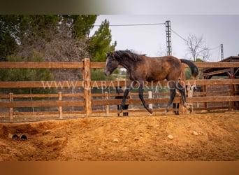 PRE, Semental, 2 años, 130 cm, Tordo