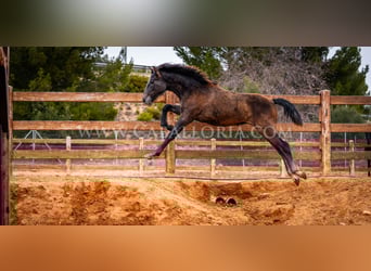 PRE, Semental, 2 años, 130 cm, Tordo