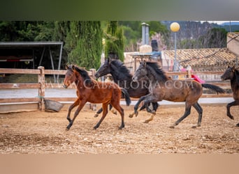 PRE, Semental, 2 años, 130 cm, Tordo
