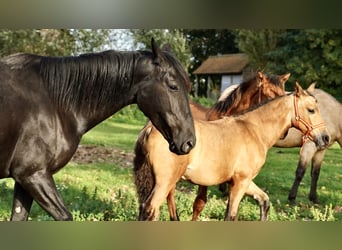 PRE, Semental, 2 años, 138 cm, Buckskin/Bayo