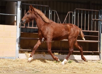 PRE, Semental, 2 años, 144 cm, Alazán