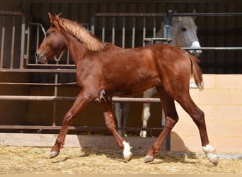 PRE, Semental, 2 años, 144 cm, Alazán