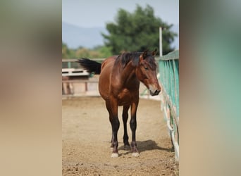 PRE Mestizo, Semental, 2 años, 150 cm, Castaño