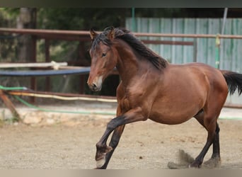 PRE Mestizo, Semental, 2 años, 150 cm, Castaño