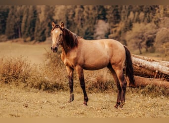 PRE, Semental, 2 años, 151 cm, Buckskin/Bayo