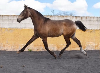 PRE, Semental, 2 años, 153 cm, Bayo