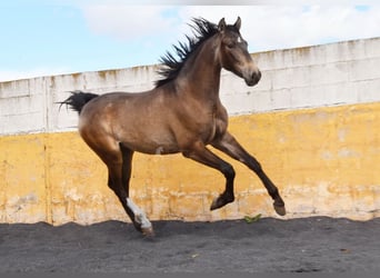 PRE, Semental, 2 años, 153 cm, Bayo
