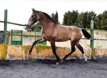 PRE, Semental, 2 años, 153 cm, Bayo