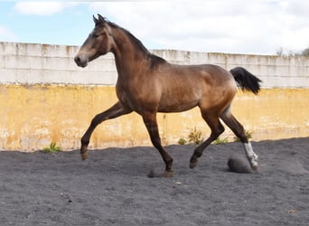 PRE, Semental, 2 años, 153 cm, Bayo