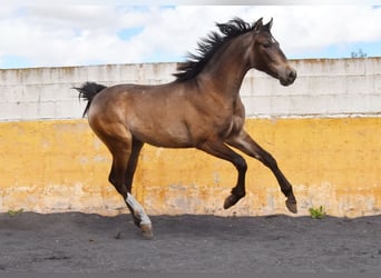 PRE, Semental, 2 años, 153 cm, Bayo